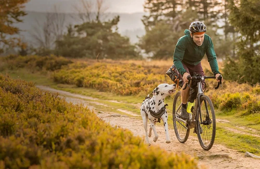 Cyclist with luggage riding a gravel bike on a trail at sunset next to a Dalmatian dog